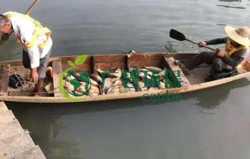 廣州旺旺食品廢水直排，永和河大量魚類死亡(圖1)
